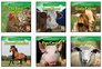 Animals That Live on the Farm/Animales Que Viven En La Granja Complete Series