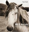 Wild Horses Endangered Beauty