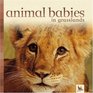 Animal Babies in Grasslands