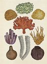 Animalium Poster Book (Welcome to the Museum)