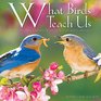 What Birds Teach Us Life's Lessons Learned from Our Feathered Friends