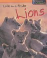 Animal Groups Lions  Life in a Pride