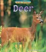 Wild Britain Deer  Deer  Deer