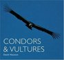 Condors  Vultures