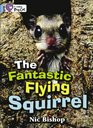 The Fantastic Flying Squirrel