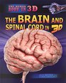The Brain and Spinal Cord in 3d