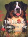 The Bernese Mountain Dog : A Dog of Destiny