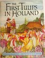 The First Tulips in Holland