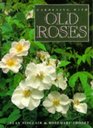 Gardening with Old Roses