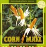 Corn / Maiz