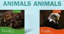 Animals Animals Group 7