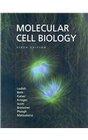 Molecular Cell Biology  Solutions Manual