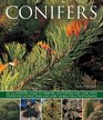 Conifers An Illustrated Guide to Varieties Cultivation and Care with StepbyStep Instructions and Over 160 Beautiful Photographs