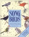 Song Birds How to Attract Them and Identify Their Songs