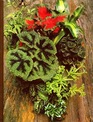 Foliage House Plants (Time-Life Encyclopedia of Gardening)