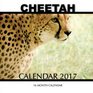 Cheetah Calendar 2017 16 Month Calendar