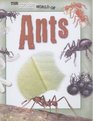 The Secret World Of Ants