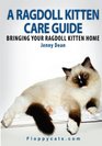 A Ragdoll Kitten Care Guide Bringing Your Ragdoll Kitten Home