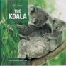 The Koala A Nation's Icon