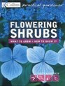 Flowering Shrubs What to Grow  How to Grow It