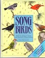 Songbirds How to Attract Them and Identify Their Songs