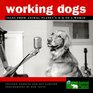 Working Dogs  Tales from Animal Planet's K9 to 5 World