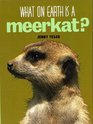 What on Earth Is a Meerkat