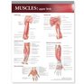 Lippincott Williams  Wilkins Atlas of Anatomy Musculature Chart Upper Limb