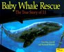Baby Whale Rescue The True Story of JJ