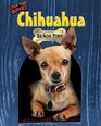 Chihuahua Senor Tiny