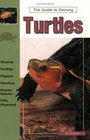 The Guide to Owning Turtles
