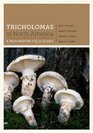 Tricholomas of North America A Mushroom Field Guide
