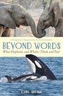 Beyond Words What Elephants and Whales Think and Feel