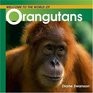 Welcome To The Whole World Of Orangutans