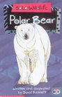 Solo Wildlife Polar Bear