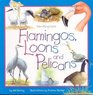 Flamingos Loons  Pelicans