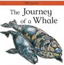 The Journey of a Whale