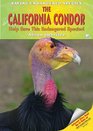 The California Condor Help Save This Endangered Species