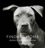 Finding Home Shelter Dogs and Their Stories