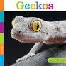 Seedlings Geckos
