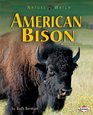 American Bison