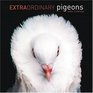 Extraordinary Pigeons Cal06