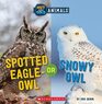 Spotted EagleOwl or Snowy Owl