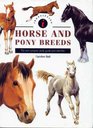 Horse and pony breeds the new compact study guide and identifier