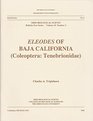 Eleodes of Baja California