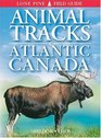 Animal Tracks of Atlantic Canada