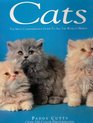 Cats The Most Comprehensive Guide to All the World's Breeds