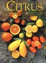 Citrus Complete Guide to Selecting  Growing More Than 100 Varieties for California Arizona Texas the Gulf Coast and Florida