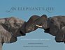 An Elephant's Life An Intimate Portrait from Africa