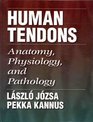 Human Tendons Anatomy Physiology and Pathology